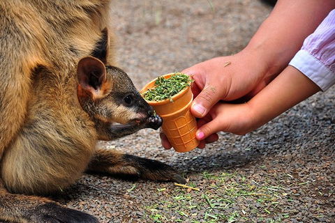 Blue Mountains Highlights & Wildlife Park - Tourism Townsville 3