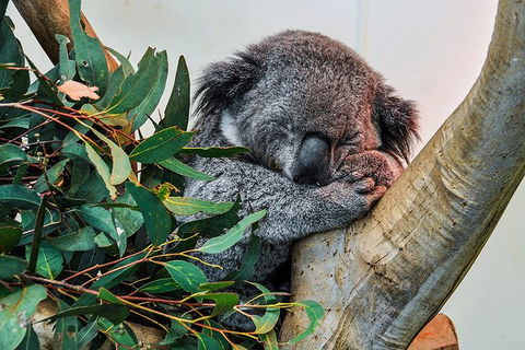 Blue Mountains Highlights & Wildlife Park - Tourism Townsville 1