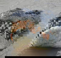 Jumping Crocodile Day Trip from Darwin - Tourism Townsville