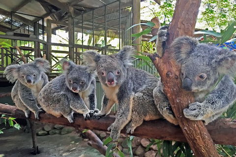 Cairns 2-Day Combo: Great Barrier Reef Cruise And Kuranda - Tourism Townsville 6