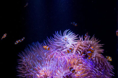 SEA LIFE Sunshine Coast Aquarium Entrance Ticket - Tourism Townsville 1