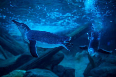 SEA LIFE Sunshine Coast Aquarium Entrance Ticket - Tourism Townsville 2