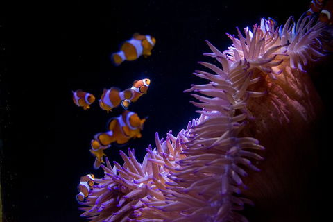 SEA LIFE Sunshine Coast Aquarium Entrance Ticket - Tourism Townsville 6