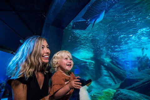 SEA LIFE Sunshine Coast Aquarium Entrance Ticket - Tourism Townsville 4