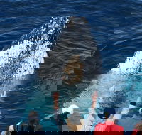 Whale Watching Tour in Gold Coast