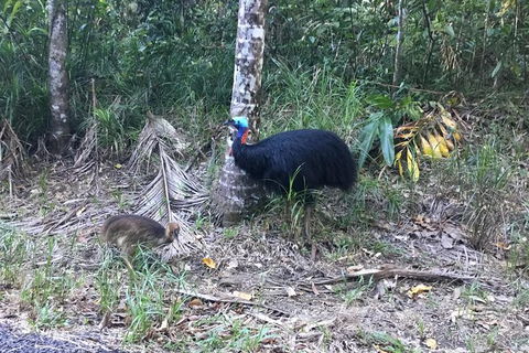 Daintree Luxury Limousine Tour - Full Day - Tourism Townsville 8