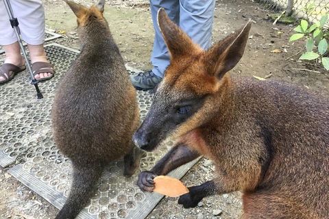 Daintree Luxury Limousine Tour - Full Day - Tourism Townsville 7