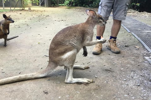 Daintree Luxury Limousine Tour - Full Day - Tourism Townsville 10