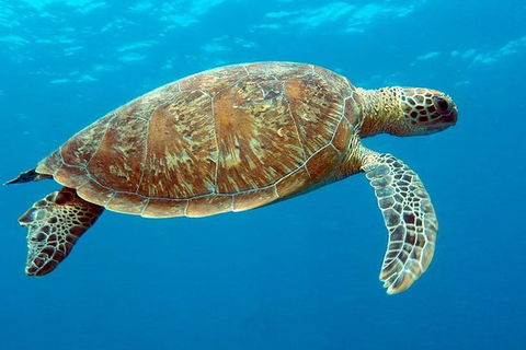 Cairns & Port Douglas All-Inclusive 7 Days Touring Package - Tourism Townsville 1