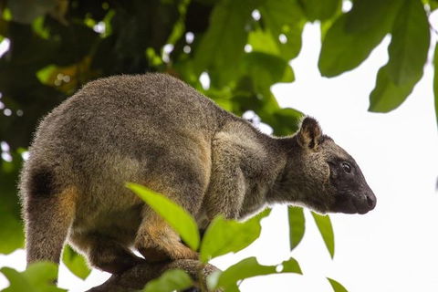Cairns & Port Douglas All-Inclusive 7 Days Touring Package - Tourism Townsville 8