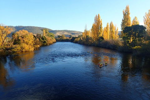 Paddle With The Platypus Twilight Kayak Adventure - Tourism Townsville 3