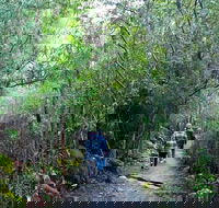 kunanyi/Mt Wellington Explorer Bus - One Way Tour - Tourism Townsville