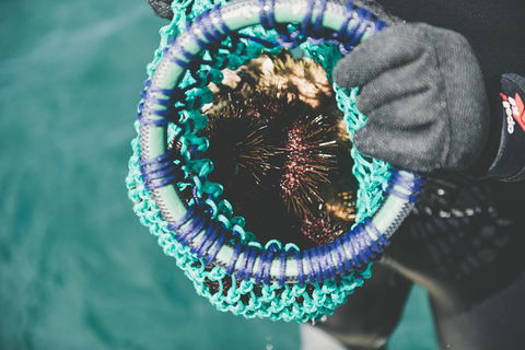 Deep-to-Dish: Tasmanian Seafood Experience - Afternoon Tour - Tourism Townsville 5