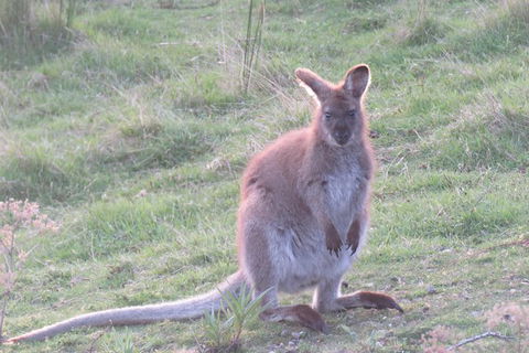 Maria Island And East Coast Five Day Cruise - Tourism Townsville 7