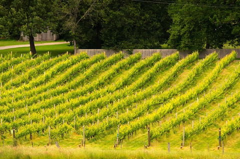 All Inclusive Wine Tour Up The Derwent Valley Hobart: Local Wines & Cheeses - Tourism Townsville 3
