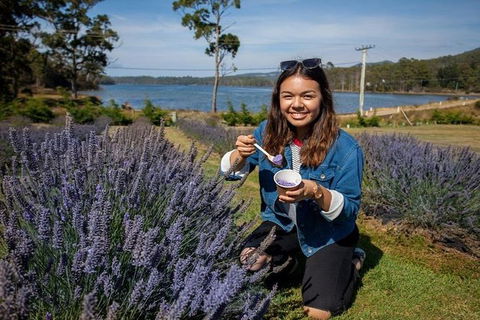 Discover Hobart: Port Arthur And Lavender Farm 1 Day Tour - Tourism Townsville 2