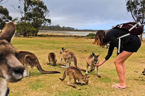 4-Day Fabulous Tasmania Tour: Wineglass Bay, Port Arthur, Devils & Bruny Island - Tourism Townsville 5