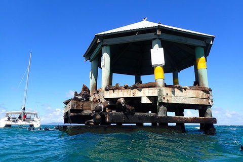 Sailing Cruise With Seals - Tourism Townsville 1