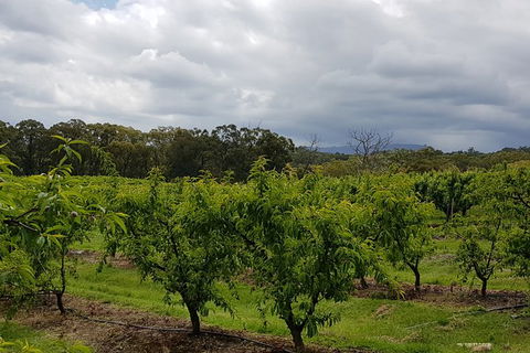 Day Tour Of Yarra Valley Puffing Billy And Rayners Orchard - Tourism Townsville 42