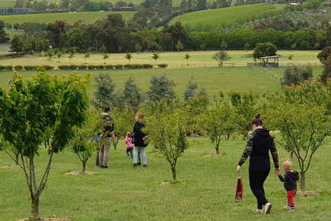 Day Tour Of Yarra Valley Puffing Billy And Rayners Orchard - Tourism Townsville 36