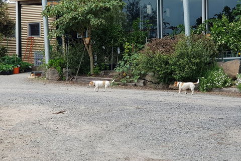 Day Tour Of Yarra Valley Puffing Billy And Rayners Orchard - Tourism Townsville 21
