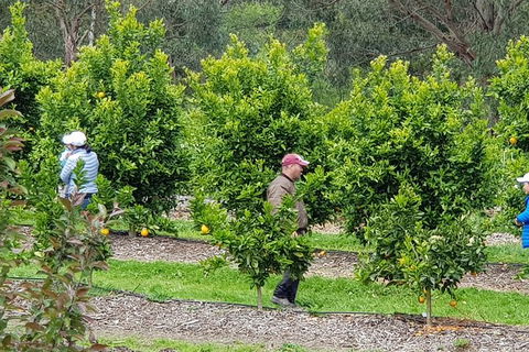 Day Tour Of Yarra Valley Puffing Billy And Rayners Orchard - Tourism Townsville 34