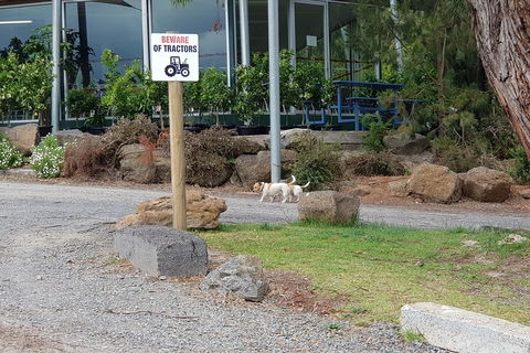 Day Tour Of Yarra Valley Puffing Billy And Rayners Orchard - Tourism Townsville 2