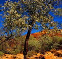 Mt Romance Australia Pty Ltd - Tourism Townsville