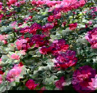 2020 Woolmers Estate Festival of Roses - Tourism Townsville