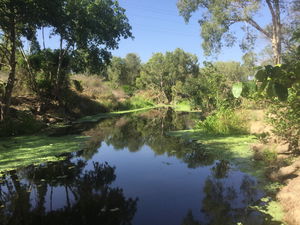 Conservation Volunteers Australia Townsville - Creekwatch