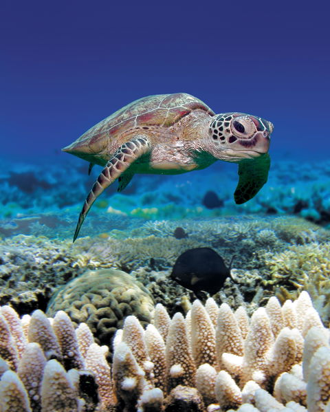 Great Adventures Green Island Ocean Swim - Tourism Townsville 2