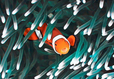 Great Barrier Reef Masters Games - Tourism Townsville 1
