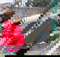 Sydney Observatory Mandarin Tour - Tourism Townsville