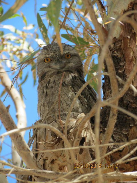 Kalbarri Tudor Holiday Park - Tourism Townsville 3