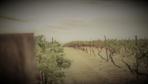 Unlax @ Hunter Valley - Tourism Townsville 4