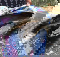 The Steakman grill and bar - Tourism Townsville