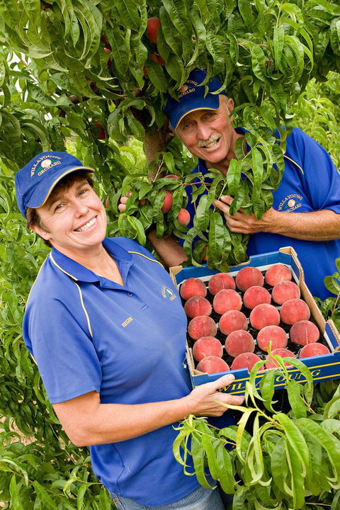 Willayoung Orchard - Tourism Townsville 0