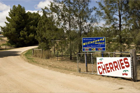 Willayoung Orchard - Tourism Townsville 1