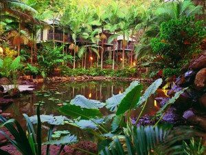 Daintree Eco Lodge & Spa - Tourism Townsville 0