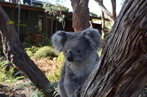 Kangaroo Island Wilderness Retreat - Tourism Townsville 6
