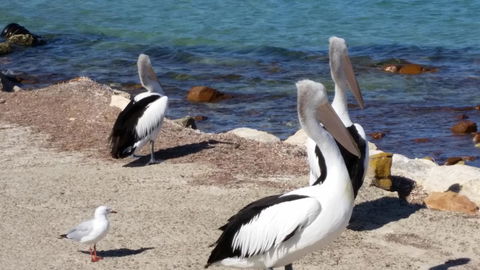 Rosie\'s - Tourism Townsville 17