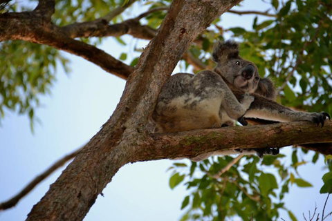 SummerHills Retreat Byron Bay - Tourism Townsville 36