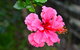 SummerHills Retreat Byron Bay - thumb 35