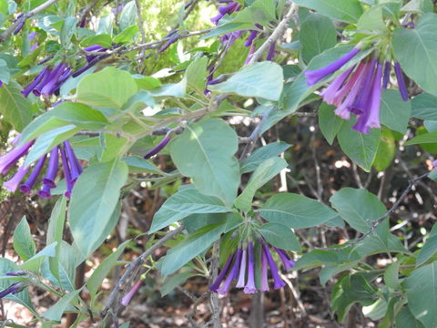A Secret Garden - Tourism Townsville 11