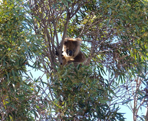 The Cape - Tourism Townsville 5
