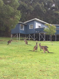 Book Denmark Accommodation Vacations Tourism Townsville Tourism Townsville