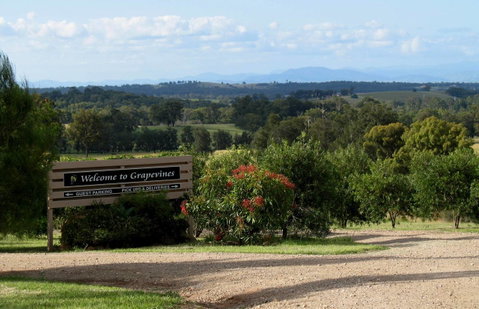 Grapevines Boutique Accommodation - Tourism Townsville 15