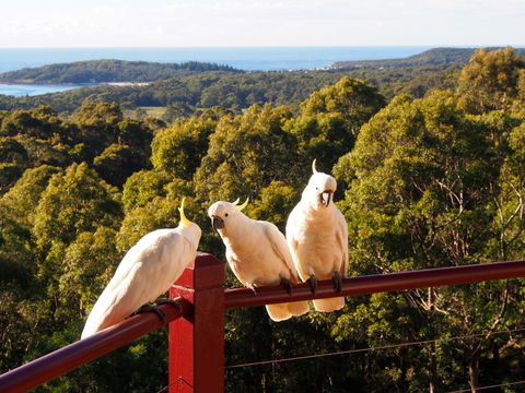 Bundle Hill Cottages - Tourism Townsville 2