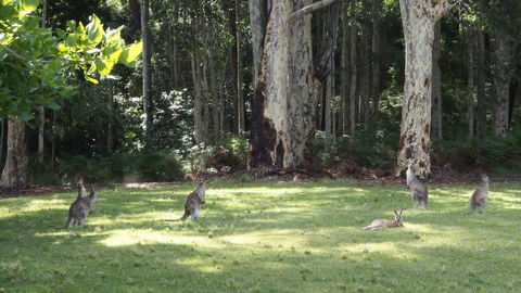 Bundle Hill Cottages - Tourism Townsville 15