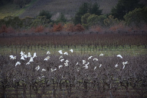 Borrodell Vineyard - Tourism Townsville 32